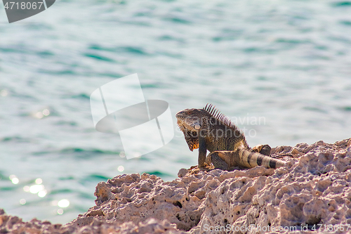 Image of Green iguana