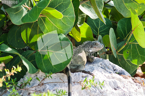 Image of Green iguana