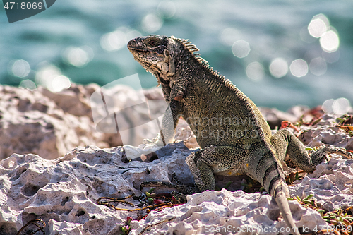 Image of Green iguana