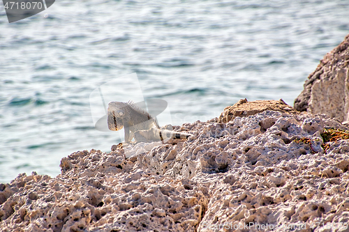 Image of Green iguana