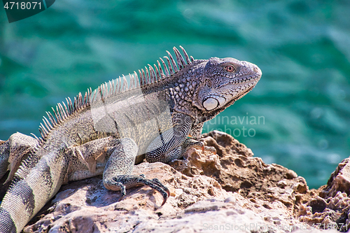 Image of Green iguana