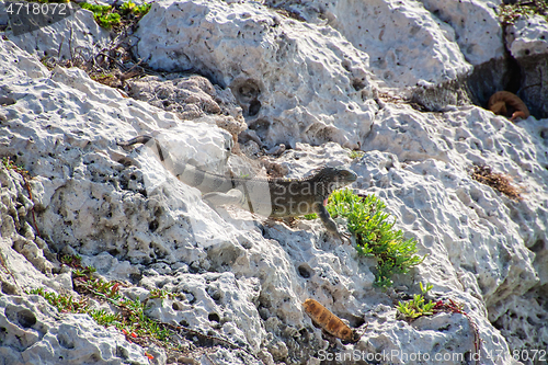 Image of Green iguana