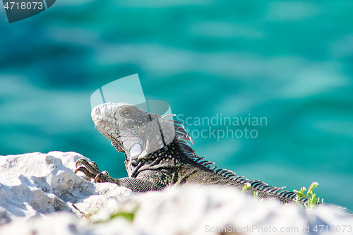 Image of Green iguana