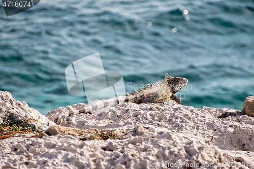 Image of Green iguana