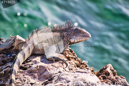 Image of Green iguana