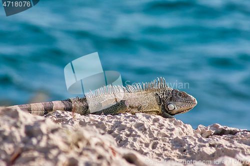 Image of Green iguana