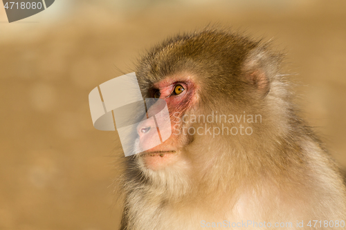 Image of Monkey