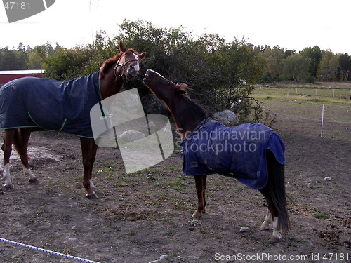 Image of cocky pony and large horse