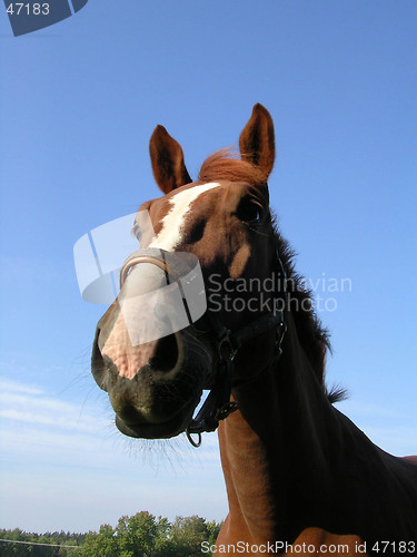 Image of horse closeup