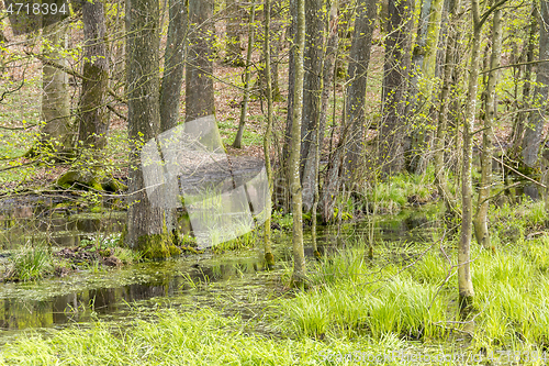 Image of forest with swamp