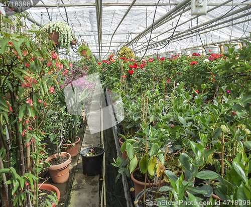 Image of inside greenhouse scenery