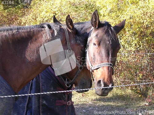 Image of Horses resting