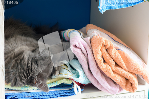 Image of The cat sleeps in the closet on the shelf with things