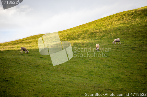 Image of sunset landscape New Zealand north island