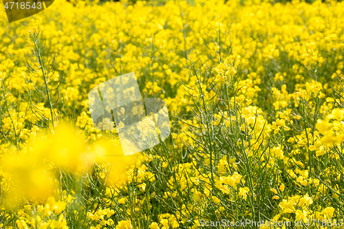 Image of rape field spring background