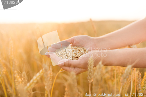 Image of hands holding ripe wheat grain on cereal field