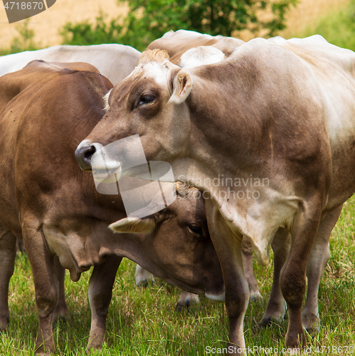Image of Aubrac cows in the meadow