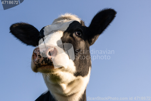 Image of Holstein cow portrait