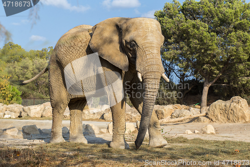 Image of African elephant walking in the nature