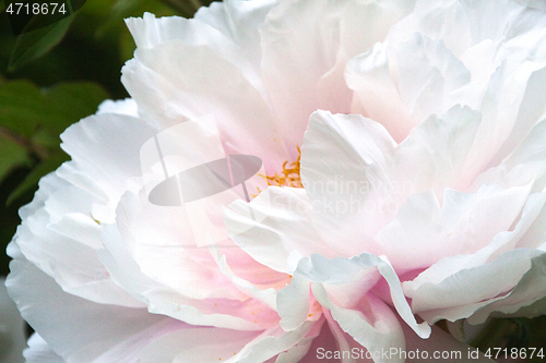 Image of Peony