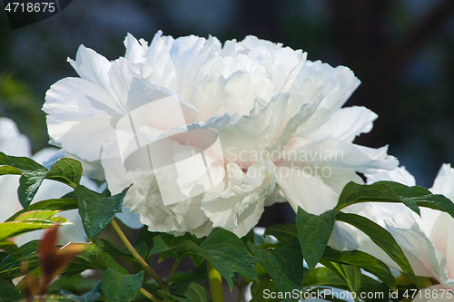 Image of Peony