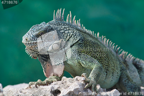 Image of Green iguana