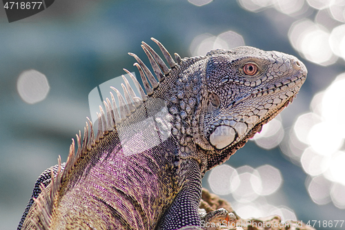 Image of Green iguana