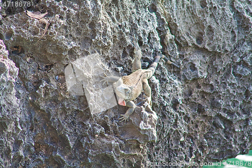 Image of Green iguana