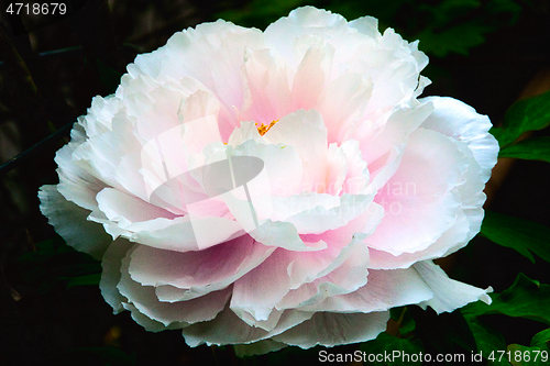 Image of Peony