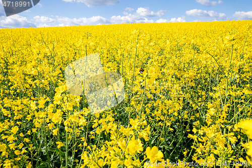 Image of rape field spring background