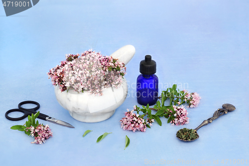 Image of Oregano Herb Natural Herbal Medicine