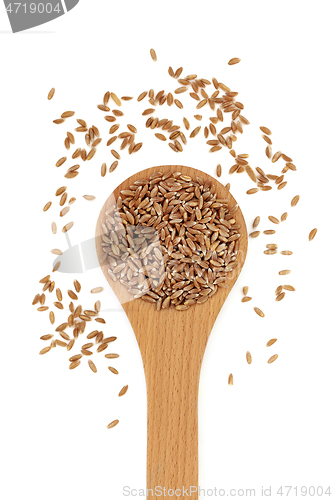 Image of Healthy Emmer Farro Wheat Grain