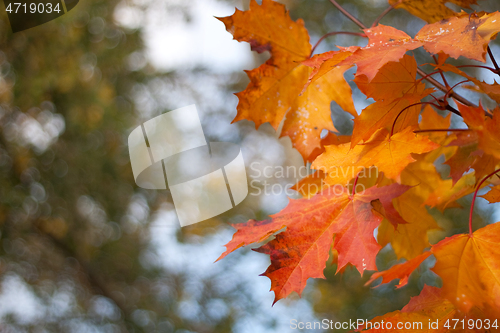 Image of Maple leaf background