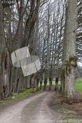 Image of Lime tree alley of country road