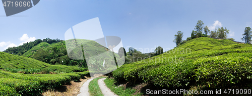 Image of Cameron Highlands