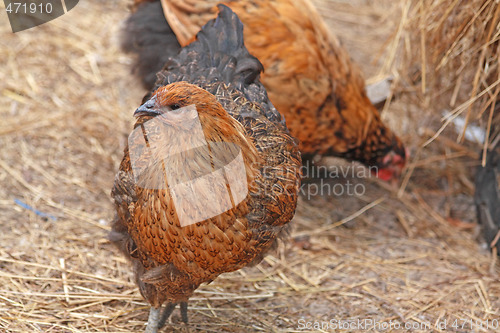 Image of Brown hen