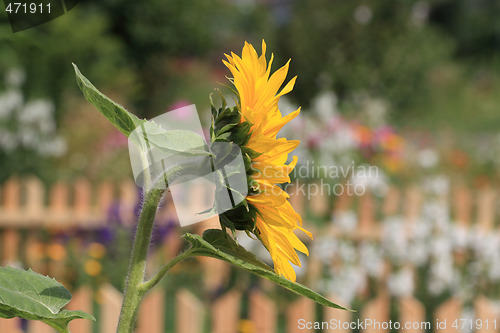Image of Suflower
