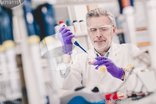 Image of Senior male life scientist researching in the laboratory.