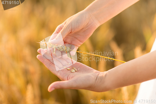 Image of hands peeling spickelet\'s shell on cereal field