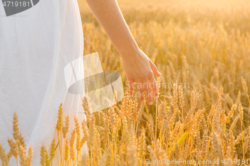 Image of hand touching wheat spickelets on cereal field