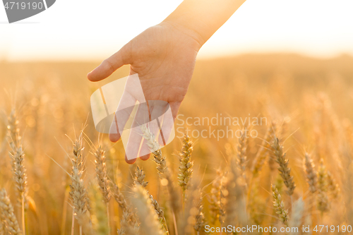 Image of hand touching wheat spickelets on cereal field