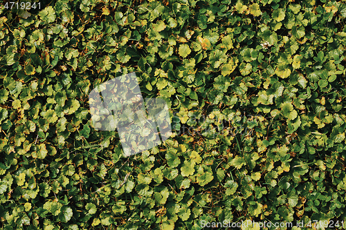 Image of green summer grass and other plant texture