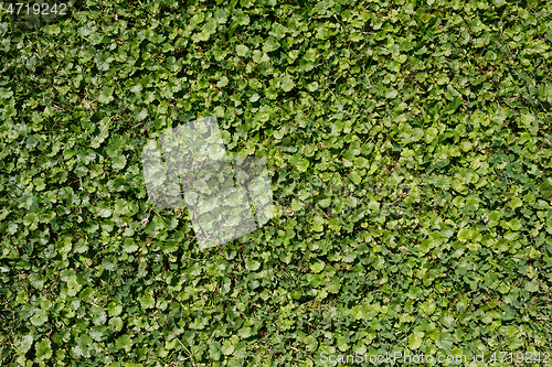 Image of green summer grass and other plant texture