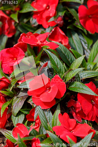 Image of Red New Guinea impatiens flowers in pots