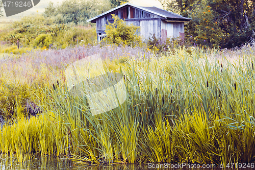 Image of reeds at the pond in summer