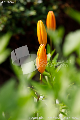 Image of Detail of flowering orange bud lily