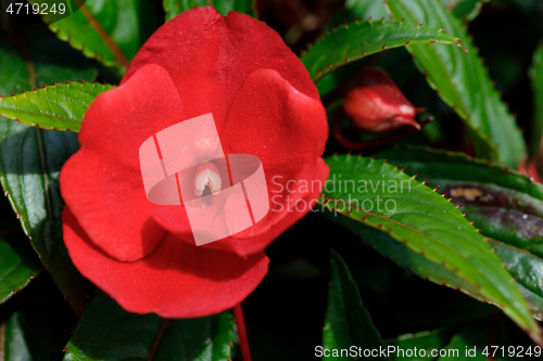 Image of Red New Guinea impatiens flowers in pots