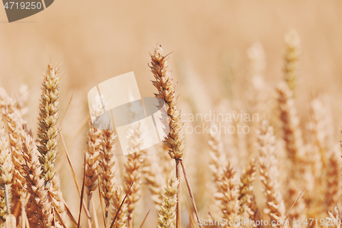 Image of ripe golden wheat field in summertime
