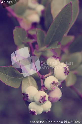 Image of Unripe blue berry fruit in summer garden