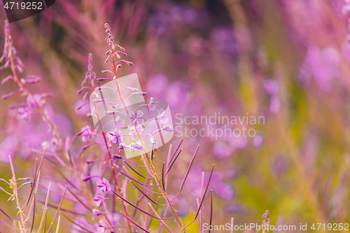 Image of Pink fireweed flowers on spring meadow